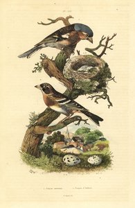 Buchfink, Fringilla coelebs, Nest und Eier, und Bergfink, Fringilla montifringilla mit Eiern von Unbekannt