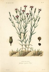 Gewöhnliche Kornrade, Agrostemma githago, Githago segetum, Nielle des blés, handkolorierter Stahlstich von L von Unbekannt