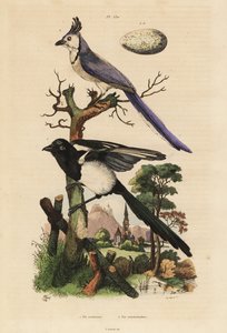 Elster und Weißkehl-Elsterhäher mit Ei von Unbekannt
