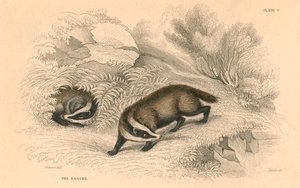Gemeiner oder Eurasischer Dachs Meles meles, 1828