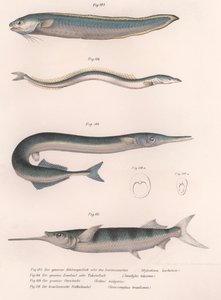 Gemeiner Schlangenfisch. Gemeiner Sandaal. Gemeiner Hornhecht. Brasilianischer Halbschnabel, ca. 1850er von Unbekannt