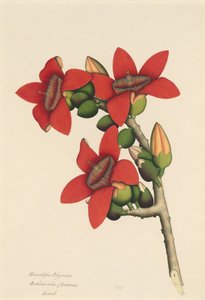 Baumwollbaumblüten, ca. 1800-1805