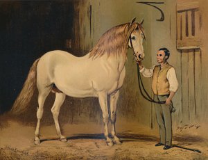 Cream State Kutschpferd. Von Ihrer Majestät Gestüt, ca. 1879