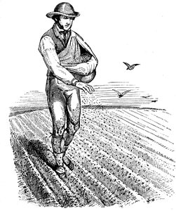 Fruchtfolge: Aussaat, 1855