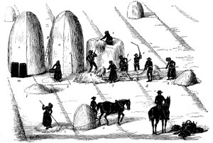 Fruchtfolge: Roggengras dreschen für Samen, 1855