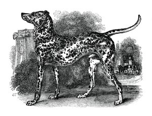 Dalmatinerhund, 1848 von Unbekannt