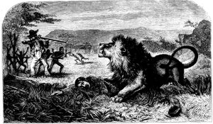 David Livingstone, von einem Löwen gerettet durch Mebalwe, einen einheimischen Schulmeister, 1857 von Unbekannt