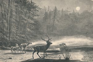 Hirsche am Lake St. Regis bei Nacht, 1883 von Unbekannt