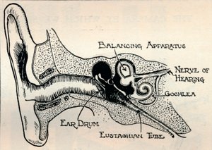 Feinmechanik des Ohrs, um 1934