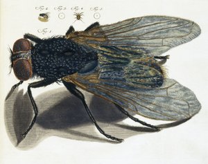 Beschreibung einer Fliege unter dem Mikroskop von Unbekannt