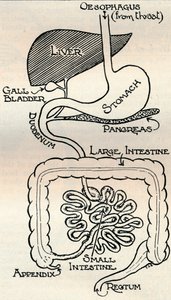 Diagramm des Verdauungstrakts, der den Körper durchquert, ca. 1934