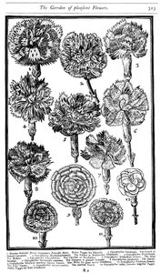Dianthus Nelken und Pinks, 1629 von Unbekannt