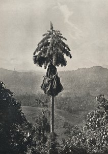 Die Talipotpalm Corypha umbracalifera in Blüte, 1926 von Unbekannt