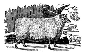 Dishley New Leicester Schafe, 1811