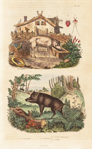 Hausschwein, Wildschwein und Cochenille-Käfer