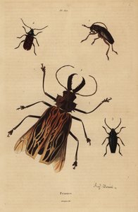 Dorysthenes paradoxus 1, Macrodontia cervicornis, gefährdet 2, Elateropsis lineatus 3 und Prionus versicolor 4 von Unbekannt
