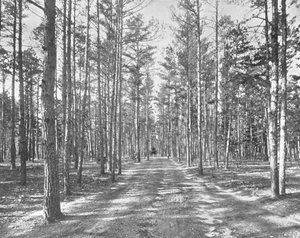 Fahrt im Piney Woods Park, Lakewood, New Jersey, USA, ca. 1900 von Unbekannt
