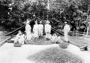 Kakao trocknen, Trinidad, ca. 1900er Jahre