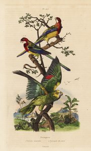 Östlicher Rosella und Gelbkopfamazone von Unbekannt