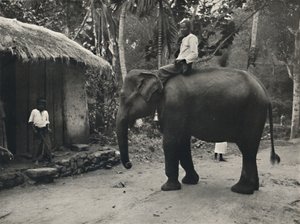 Elefant auf einem Weg bei Kandy, 1926 von Unbekannt