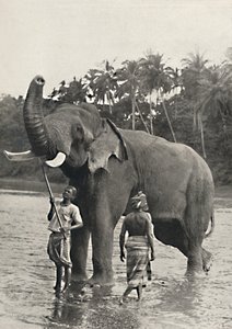 Elefant in der Mahavaliganga, 1926