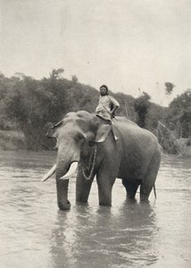 Elefant mit Kornak in der Mahavaliganga, 1926