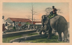 Elefant beim Holzstapeln, ca. 1900 von Unbekannt