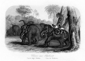 Elefantenjagd, Indien