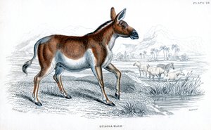 Gravur eines Quagga