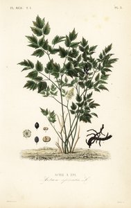 Christophskraut