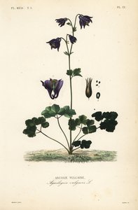 Gewöhnliche Akelei, Aquilegia vulgaris von Unbekannt