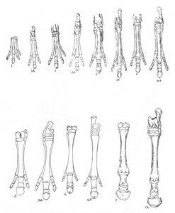 Evolution des Pferdes, ca. 1920