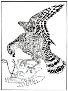 Falke und Reiher, 16. Jahrhundert, 1886 von Unbekannt