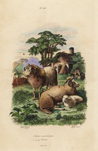 Fettschwanzschaf, Ovis aries 1, und Merinoschaf, Ovis aries 2 von Unbekannt