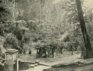 Farnbaum und Weg, Mount Wellington, 1901