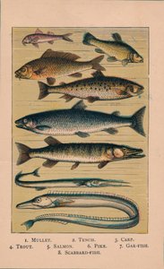 Fisch, 1907 von Unbekannt