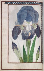 Florilegium: Seite 14 verso blaue und weiße Iris, 1608 von Unbekannt