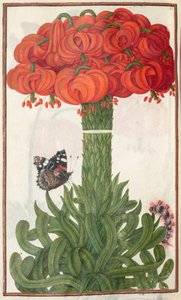 Florilegium: Seite 18 verso Bouquet aus orangefarbenen Lilien von Unbekannt