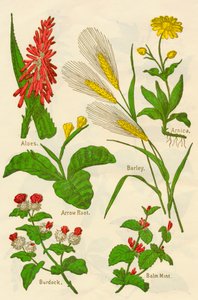 Blumen: Aloe, Arnika, Pfeilwurz, Gerste, Melisse, Klette von Unbekannt