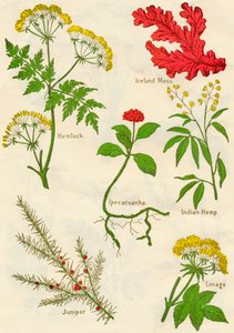 Blumen: Schierling, Islandmoos, Brechwurzel, Indischer Hanf, Wacholder, Liebstöckel, um 1940