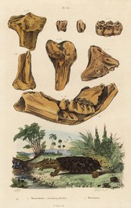 Fossile Knochen eines ausgestorbenen Amerikanischen Mastodons, Mammut americanum, und Mata Mata, Chelus fimbriata von Unbekannt