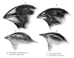 Vier der von Darwin auf den Galapagos-Inseln beobachteten Finkenarten