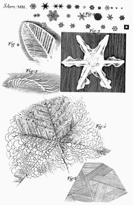 Gefrorene Materialien, betrachtet von dem englischen Mikroskopiker Robert Hooke von Unbekannt