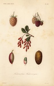 Früchte, Nüsse und Beeren