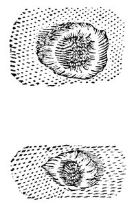 Galileos Zeichnung von Mondkratern, 1611, um 1655 von Unbekannt