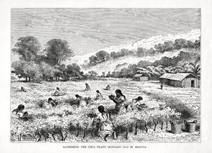 Ernte der Coca-Pflanze Erythroxylum coca in Bolivien, 1877