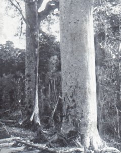 Riesiger Kauri-Baum, spätes 19. - frühes 20. Jahrhundert