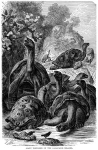 Riesenschildkröten der Galapagos-Inseln, die von Darwin beobachtet wurden, 1894 von Unbekannt