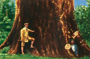 Riesiger Baum in Brasilien, um 1928