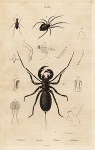 Riesige Peitschenskorpion, Mastigoproctus giganteus, Käfer, Theratus-Arten, und Spinnennetzspinne, Theridion-Arten von Unbekannt
